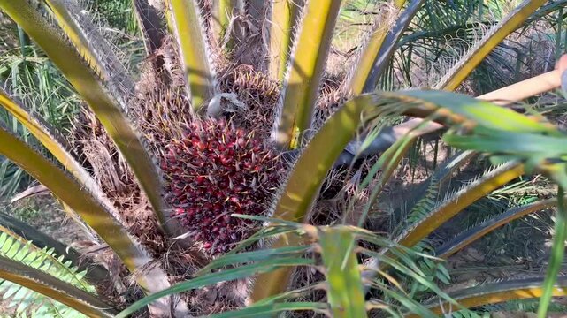 Wide angle view of an agricultural worker using a long harvesting pole chisel to pry and cut a ripe oil palm fruit bunch from a palm tree.