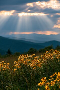 Crepuscular rays illuminate a meadow with wildflowers