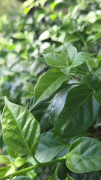 Macro shot of fresh Arabian Jasmine foliage (Jasminum sambac) exhibiting rich green hues and organic patterns, ideal for nature and botanical projects