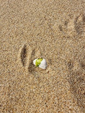 Small seashell with green seaweed on a sandy beach