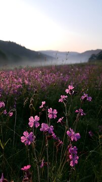 Pink campion meadow in a field during sunrise