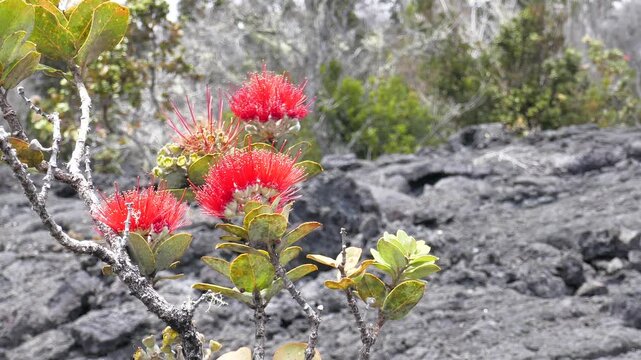Ohia Lehua (Metrosideros polymorpha) flower in front of lava fields near the Kilauea volcano craters on the big island of Hawaii in Hawaiʻi Volcanoes National Park. Early afternoon in April, 2023.