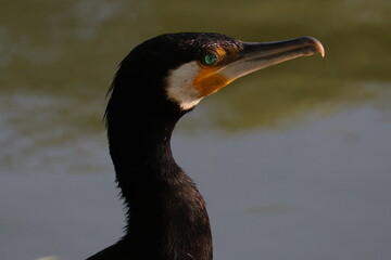 Close-up profile portrait of a great cormorant showing its striking emerald green eye and orange throat skin © Ionel