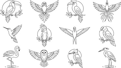 Fototapeta premium Tropical bird collection set with line art vector illustrations