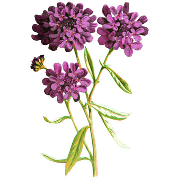 Vibrant purple candy tuft flowers isolated on clean white background