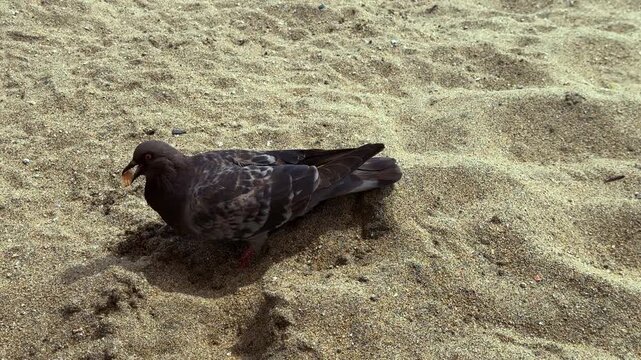 A young pigeon walking on the sand at the water's edge on the beach, being fed by humans&mdash;a wild animal accustomed to people. 