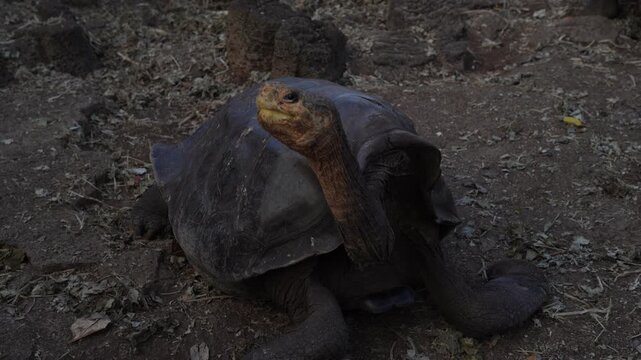Giant Tortoises at the Charles Darwin Research Station, Santa Cruz Island, Galapagos