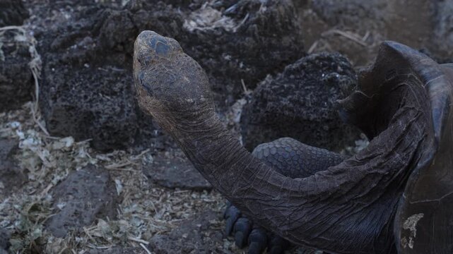 Giant Tortoises at the Charles Darwin Research Station, Santa Cruz Island, Galapagos