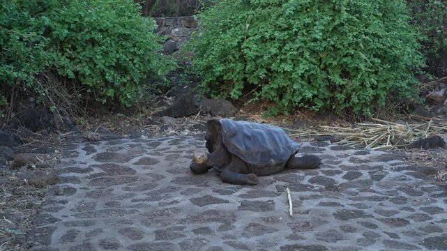 Giant Tortoises at the Charles Darwin Research Station, Santa Cruz Island, Galapagos