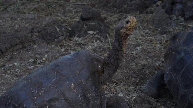 Giant Tortoises at the Charles Darwin Research Station, Santa Cruz Island, Galapagos