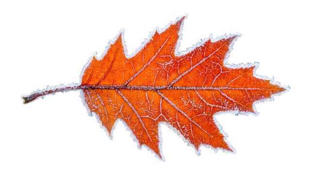 Autumn fall leaf with frost crystal edges isolated transparent PNG, winter transition seasonal design element no people