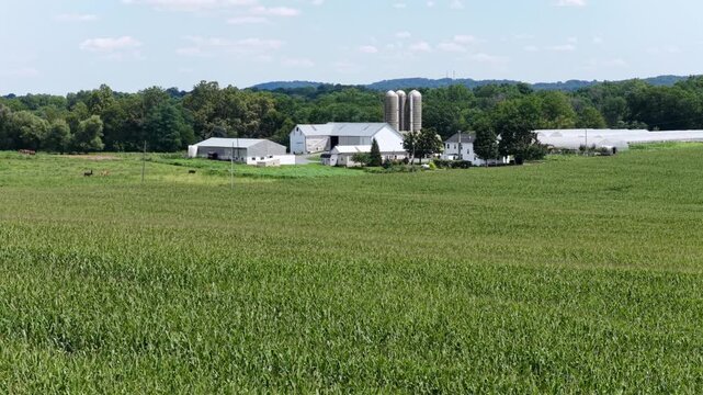 Grazing cattle dot cornfield pasture beside twin grain silos and white barns on rural Pennsylvania farm, wooded hills stretch behind farmhouse and greenhouse structures. Aerial drone wide shot