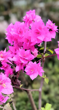  Bougainvillea,bugenvil,paper flower,bunga kertas,Its beauty comes from its brightly colored flower sheaths and attract attention because they grow densely.
