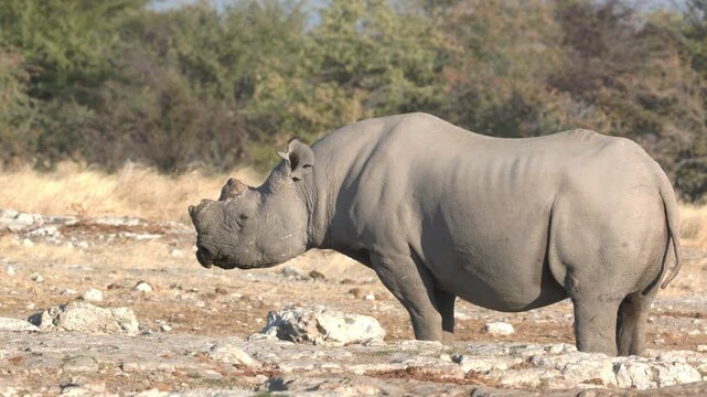 a side shot of a dehorned black rhinoceros standing at ombika waterhole of etosha national park in namibia, africa
