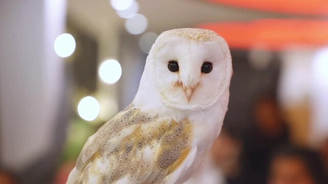 Barn owl with white feathers and heart-shaped face. Majestic nocturnal bird of prey looking at camera. Close-up portrait of a wild owl in soft lighting.