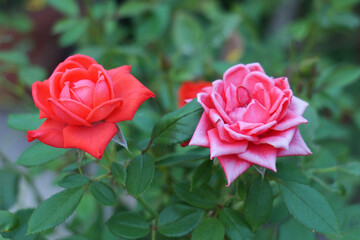 Two blooming garden roses, one vivid red and one pink-red with pale petal edges, surrounded by green foliage with a softly blurred natural background. © Marek