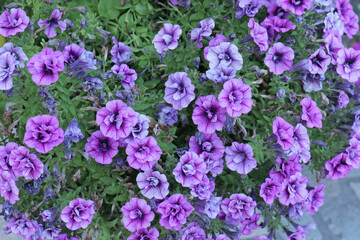 Obraz premium Dense display of blooming double petunias with pink, purple and pale lavender flowers, dark veining and green foliage, including some naturally faded blossoms. 