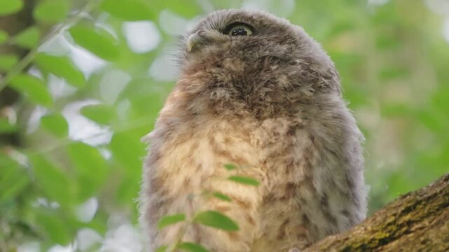 Fluffy baby owl perched on tree branch, cute owlet in green forest foliage, young wild bird with soft brown feathers in nature