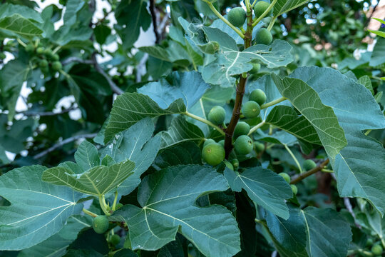Cluster of unripe green common figs growing among large lobed leaves on a fig tree, Ficus carica, showing developing fruit in a summer garden.