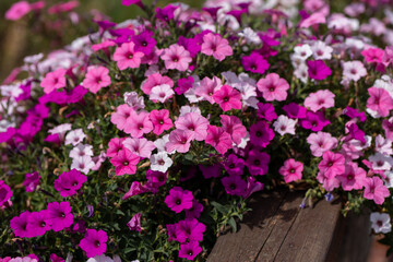 Obraz premium Abundant pink, magenta and white petunia flowers blooming in a dense ornamental display, creating a colorful floral background in bright summer sunlight. 
