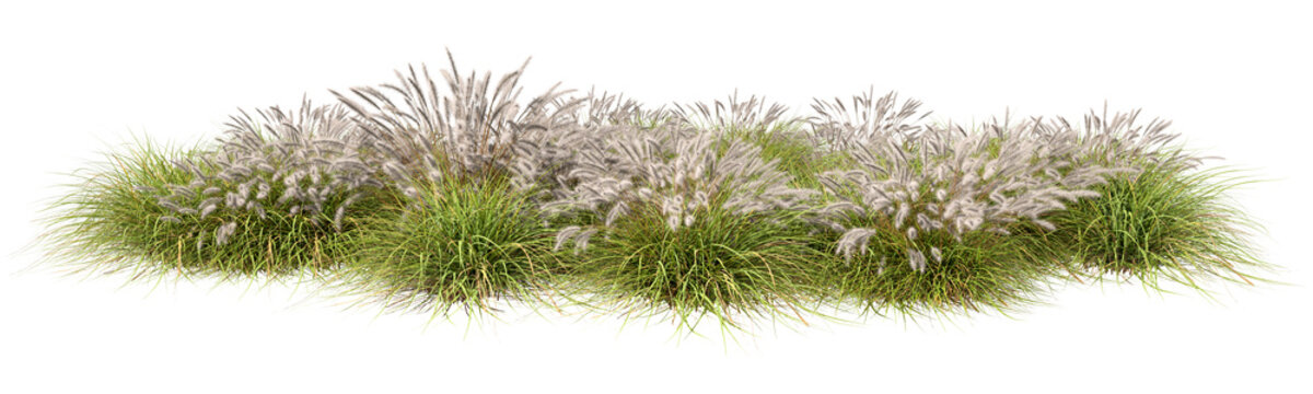 Soft feathers flowers grass meadows cut-out backgrounds 3d illustrations png
