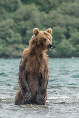 Ruling the landscape, brown bears of Kamchatka (Ursus arctos beringianus) © vaclav
