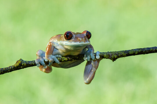 Close-up portrait of a small brown tree frog perched on a thin branch against a soft green background