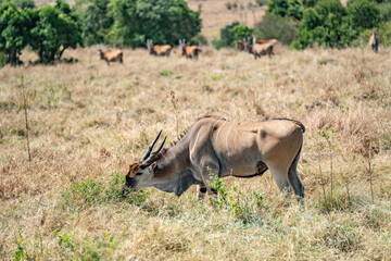 Fototapeta premium An eland bull (Taurotragus oryx) glances at the camera as he walks across a hilly savannah. Ol Pejeta Conservancy, Laikipia, Kenya.