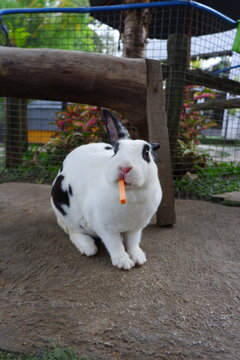 white and black rabbit in the garden munching carrot