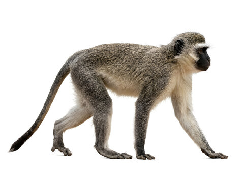A full body side view of a wild vervet monkey walking isolated on a clean white background for easy design integration