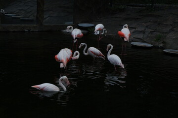 pink flamingos in the pond © miru