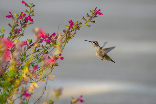 Hummingbird hover flowers