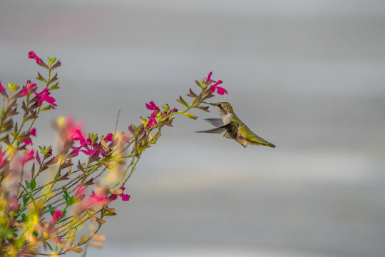 Hummingbird hover flowers