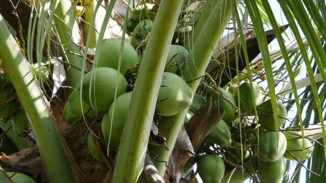 Close up of green unripe coconuts growing in clusters on a tropical palm tree. Plantation crop.