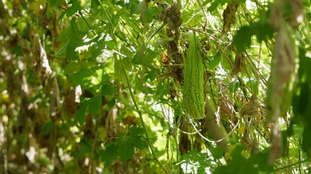 Green bitter melon hanging on vine amid dense green leaves in a sunny garden scene. Fresh vegetables.