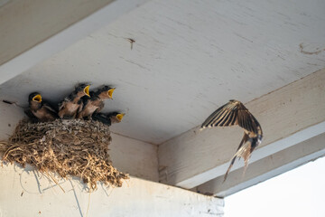 Parent swallow feed chick babies in the nest © Qing Zhao