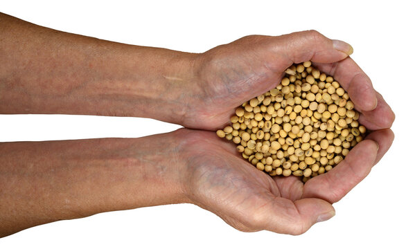 When soy beans are delivered to a farm cooperative the sample undergoes immediate physical and mechanical evaluation at the cooperative's grading station.