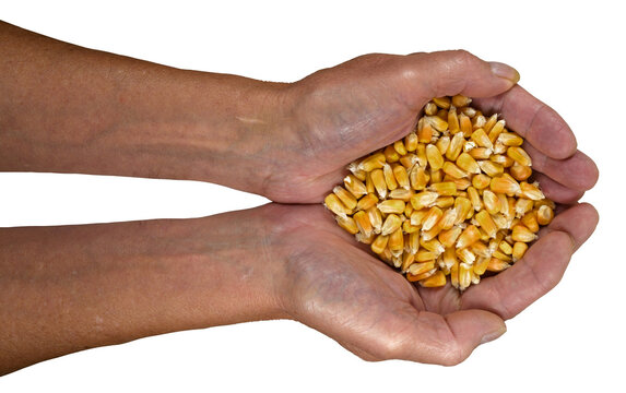 A handfull of corn that was sampled and tested before it was allowed to be unloaded at a farm cooperative.