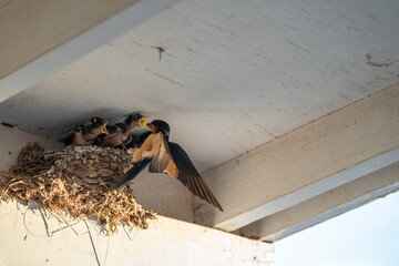 Parent swallow feed chick babies in the nest © Qing Zhao