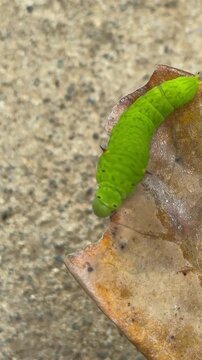 a bright green caterpillar turning around on the edge of a weathered brown autumn leaf