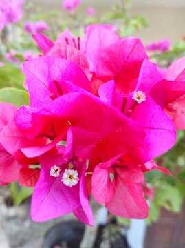pink rose flower