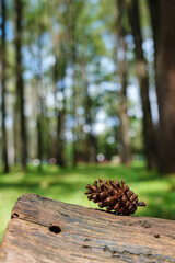 A pinecone on wooden log in the forest © Farknot Architect