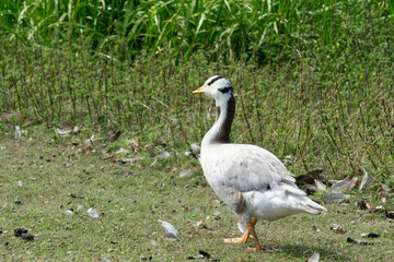  bar-headed goose, recognizable by its pale gray body and distinctive dark bars on the head.It is a large waterbird native to Central Asia. © Brian Scantlebury