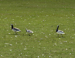 Three barnacle geese, two adults and chick walking in single-file over green grass with scattered white feathers. © Brian Scantlebury