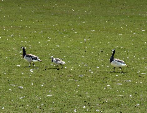 Three barnacle geese, two adults and chick walking in single-file over green grass with scattered white feathers.