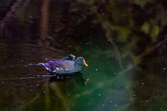Adult and yound common moorhen (Gallinula chloropus), swimming together in dark water.