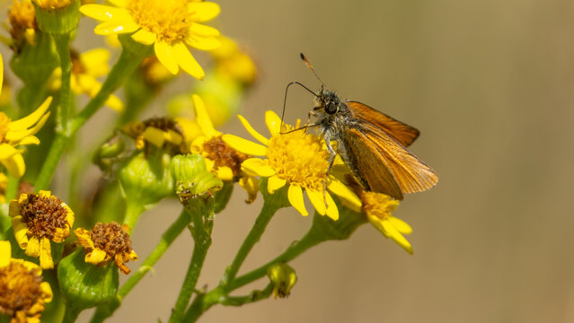 small skipper butterfly (Thymelicus sylvestris) resting on a yellow flower