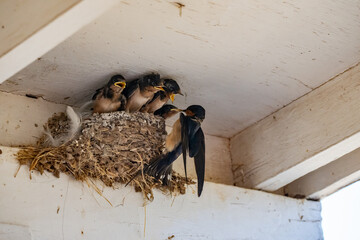 Parent swallow feed chick babies in the nest © Qing Zhao