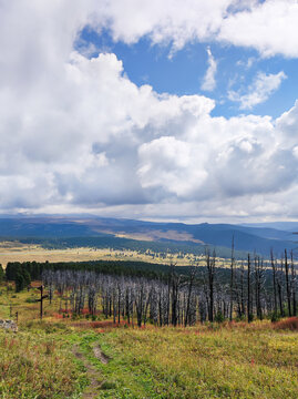 Panoramic mountain valley view with dead standing trees and young green pines. Colorful fireweed meadow in foreground under cloudy sky. Forest regeneration and ecological landscape concept.