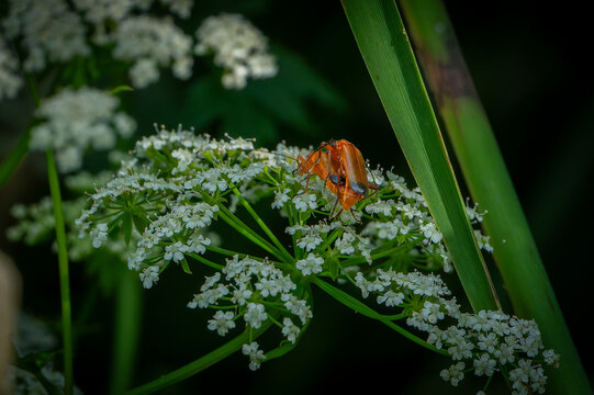 Pair of common red soldier beetles (Rhagonycha fulva) mating on a cluster of white wildflowers